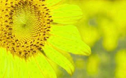 ���տ�,����̫��ߵ�Ԋ��