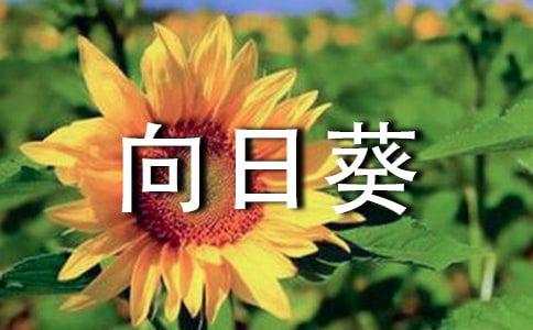 向日葵作文100字范文
