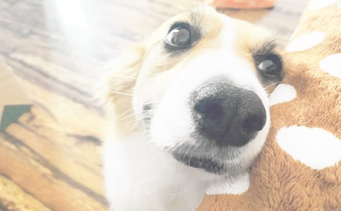 �ɐ��¸ҵ�С������