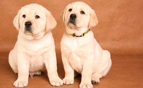 一年級可愛的小狗作文范文100字