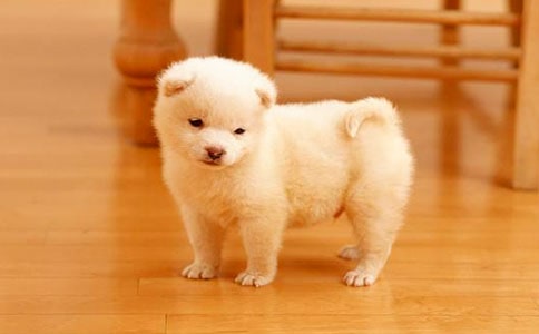 �ҵĺ�����-ëëС����ӛ