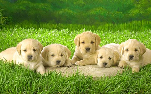 �̌W(xu��)��˼���а�ƌW(xu��)��С�����I(l��ng)��