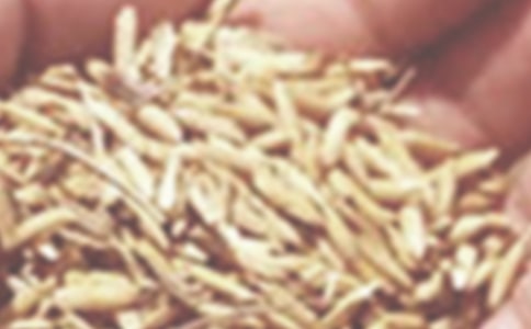 描寫小麥豐收的句子