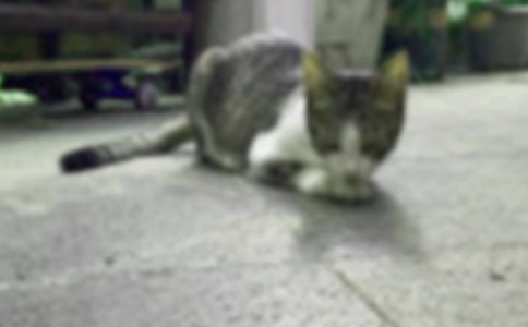 小貓咪穿鞋了教學(xué)設(shè)計(jì)