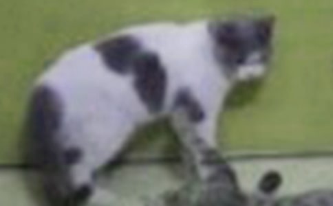 ƽ�_�ϵ�С؈��ɢ��