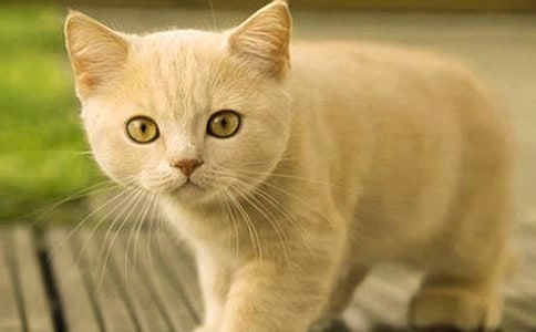 我喜歡的小貓作文300字(通用5篇)