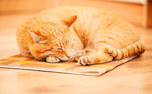 С؈�����ĺϼ���ƪ