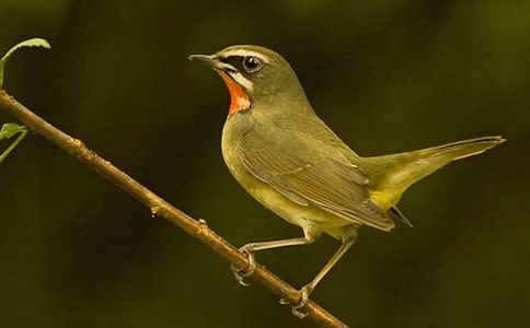 ���xϲ�g��С�B����300��3ƪ