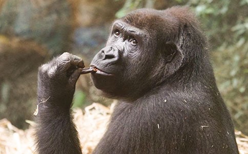 ӛ�Ƭ�������ɡ��^���