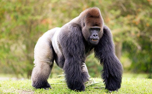 黑熊與猩猩的寓言故事