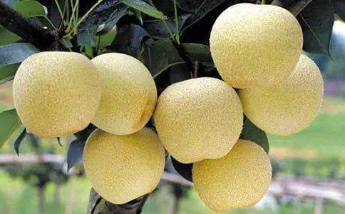 �������ǟ�ѩ�桷�^���