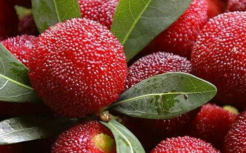 摘楊梅三年級(jí)作文(精選52篇)