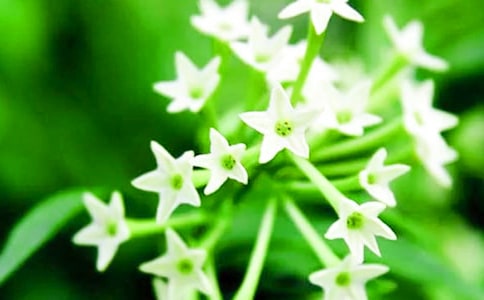 �N��ҹ�������꼉����