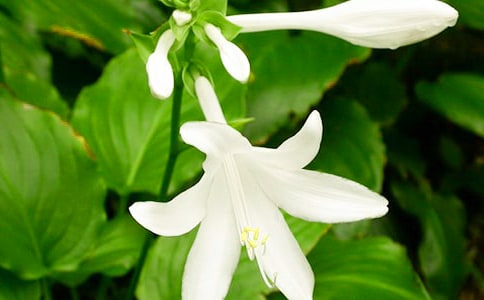 夜來(lái)香作文(熱)