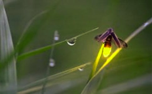 螢火蟲(chóng)之戀高三作文