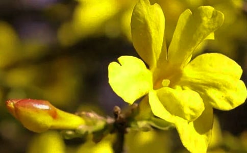 迎春花觀察日記(精選33篇)