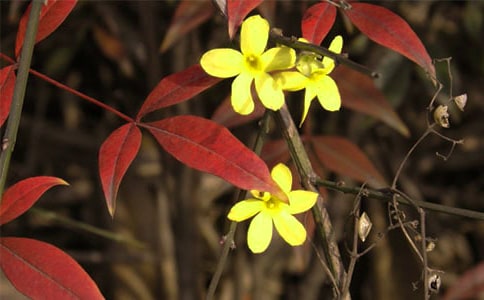 �P(gu��n)���茑ӭ�����Ķ���