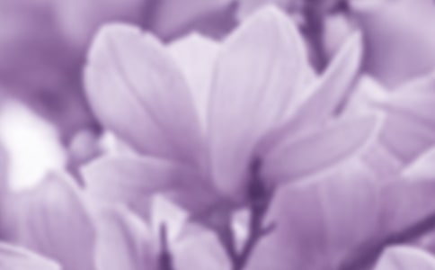 美麗的玉蘭花作文合集15篇