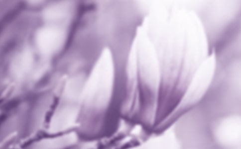 玉蘭花四年級作文7篇