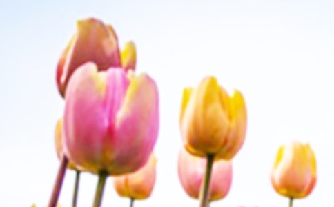 Ұ�ջ���������Ĺ���ͯԒԢ������