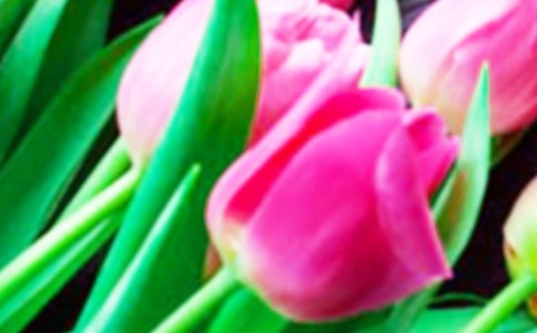 四年級郁金香觀察日記