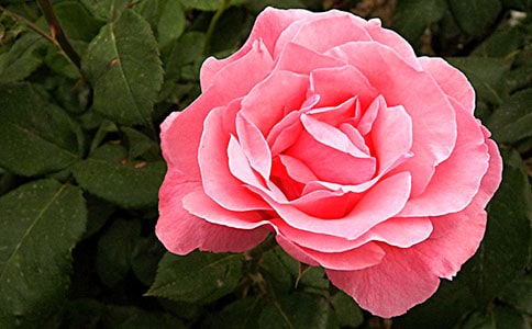 月季作文300字(通用10篇)