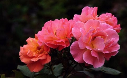 精選月季作文300字四篇