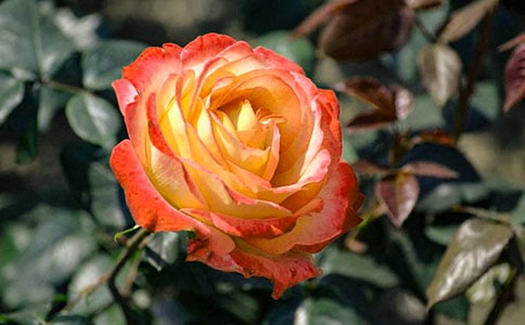 �茑�¼������Z������Щ