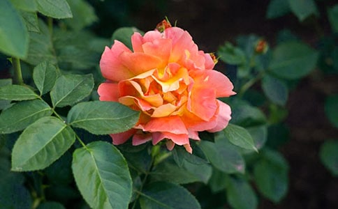 �茑�¼����ľ�������Щ