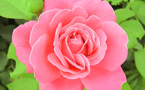 �茑�¼����ĺ��~�þ�ö�