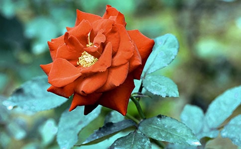 �¼����ĔM�˾�