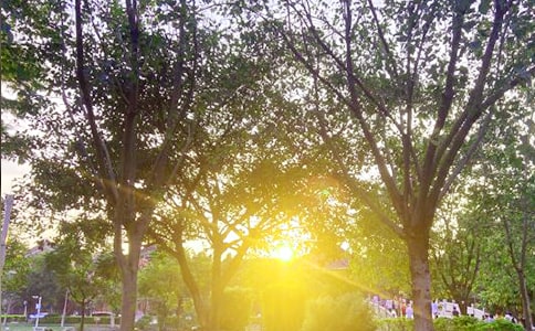 �����á�ף��������簲����Ȧ�����Z24�l