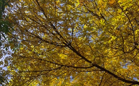 2020���簲�������΢�ż���66��