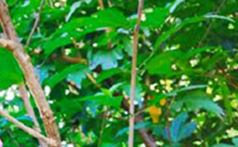 ���������簲���Z�R�������x155�䣩