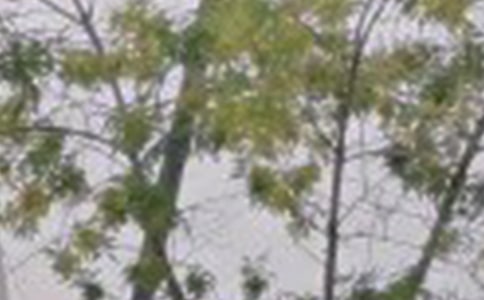 �����T��2024��ÿ��һ���簲���Z����Ȧ260��