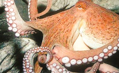 小學(xué)生優(yōu)秀作文章魚