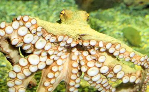 ��(m��ng)Ҋ���~��צ�~��ʲôԢ��