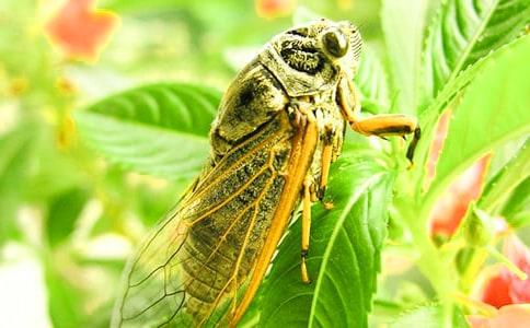 精選知了作文300字46篇