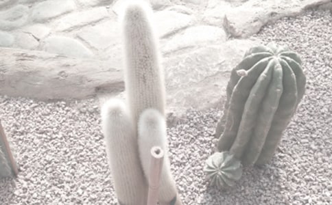 植物園觀后感(精選21篇)