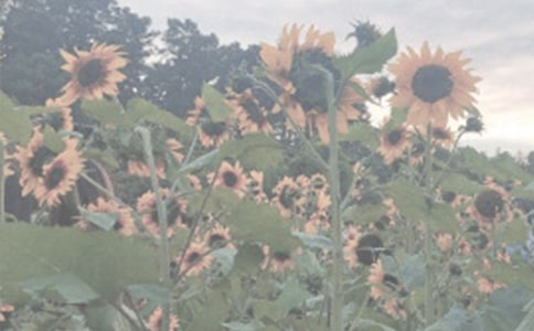 ��ֲ��@���꼉����