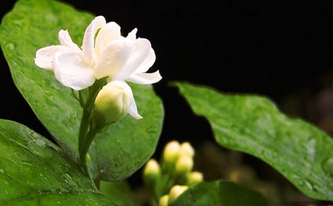 茉莉花的自述五年級作文