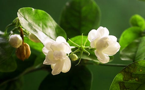 那年茉莉花開(kāi)高一散文