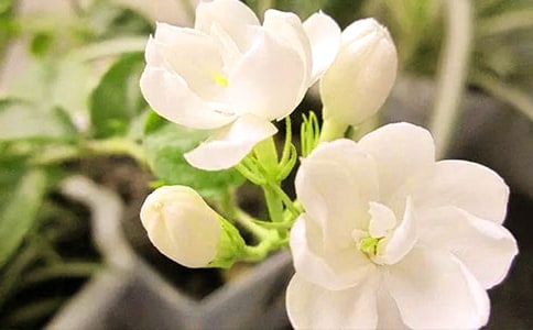 《茉莉花開》觀后感