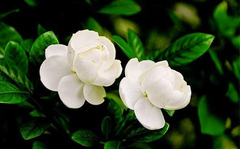 ���꼉���˽̰桶���򻨡��̌W(xu��)��˼