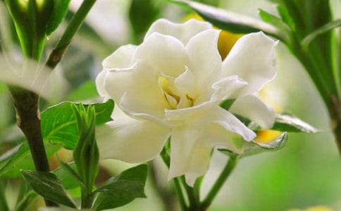 �d�ӻ��_����ڽ�(j��ng)��ɢ��