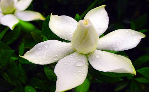 梔子花開(kāi)_優(yōu)秀記敘文700字_初一作文