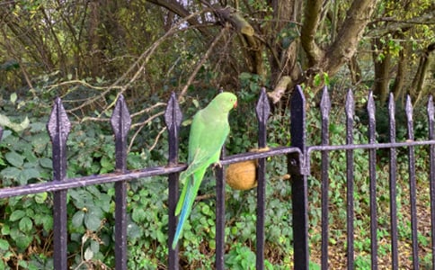 鸚鵡作文300字八篇