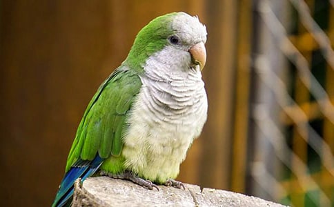 ��Ƥ�W�^���꼉���ģ����x25ƪ��