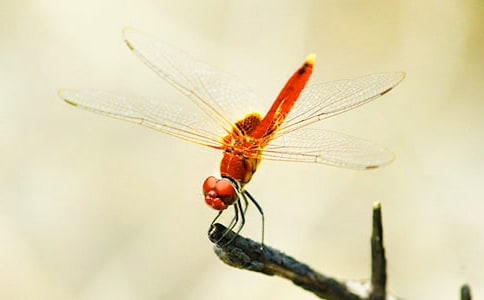 ���꼉���������\��6ƪ