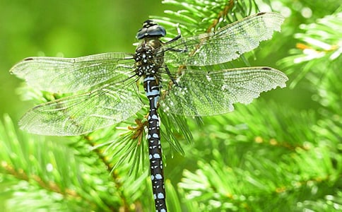 飛在記憶的天空中的小蜻蜓作文